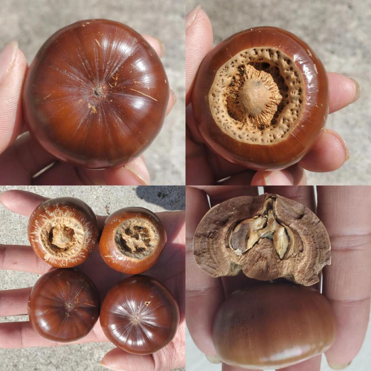 出来比,还有比这更大的壳斗科果实吗?