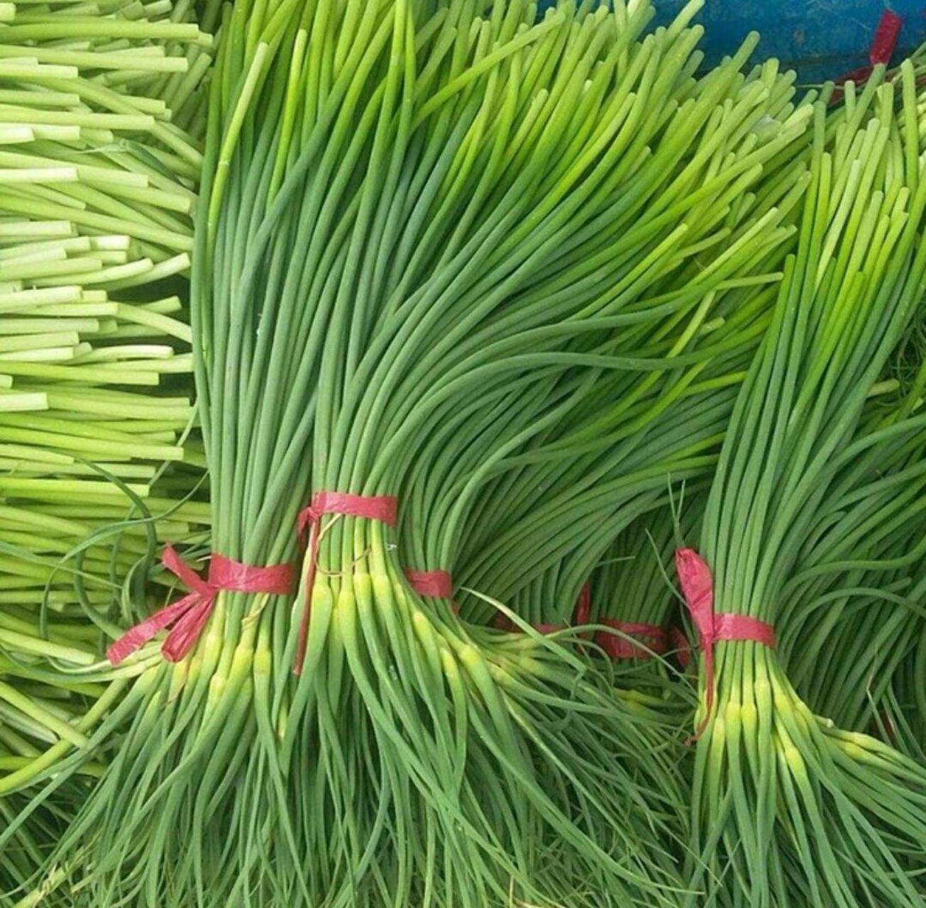 这叫蒜苔还是叫蒜苗?