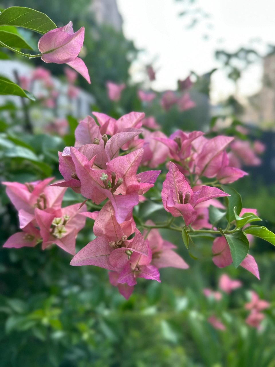 三角梅卡亚塔重庆三角梅 分享地栽露养和遮阳网下同时开的三角梅