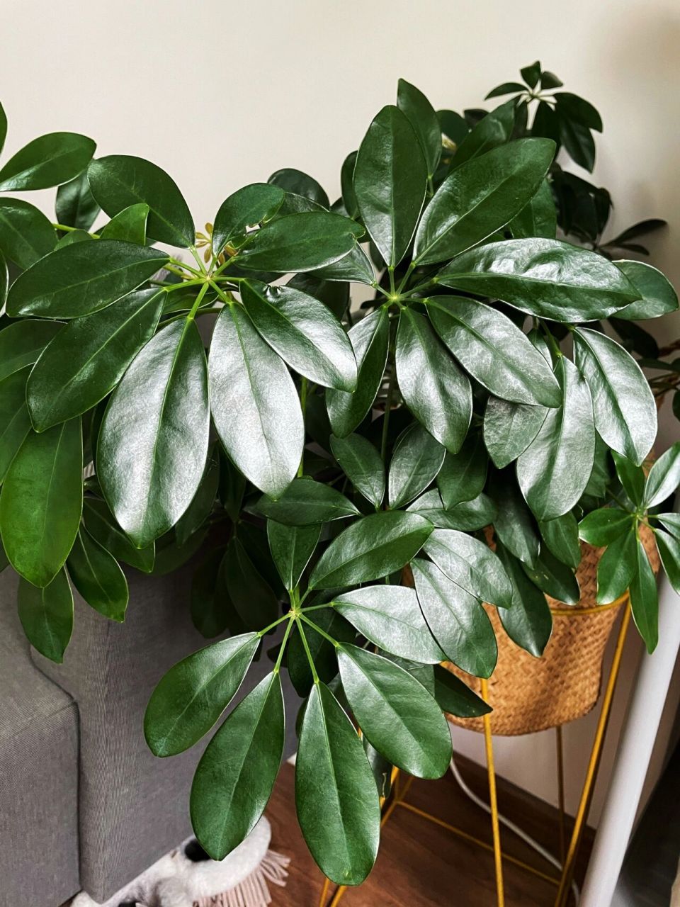 用这个方法植物绿油油哒～ 用啤酒90和水,1:1稀释擦拭叶片,一般一个