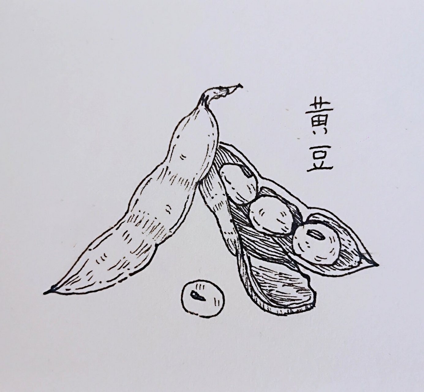 线描～黄豆 线描～黄豆