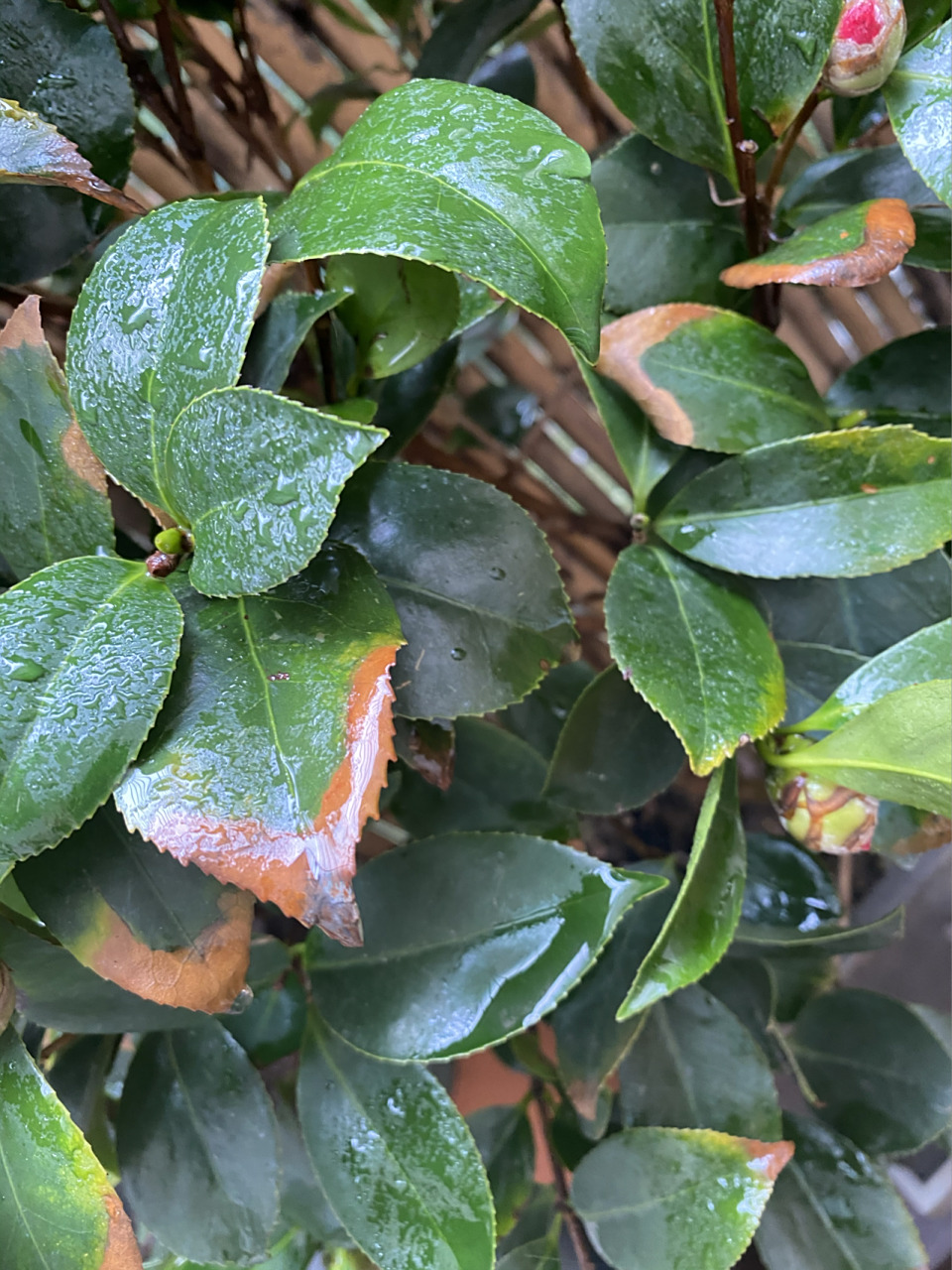 求助贴～茶花叶子发黄 求助各位,茶花叶子边发黄是什么问题,谢谢05