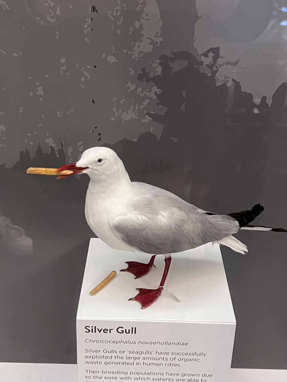悉尼博物馆里早期薯条侵略者的标本 海鸥作为薯条掠夺者的形象在博物
