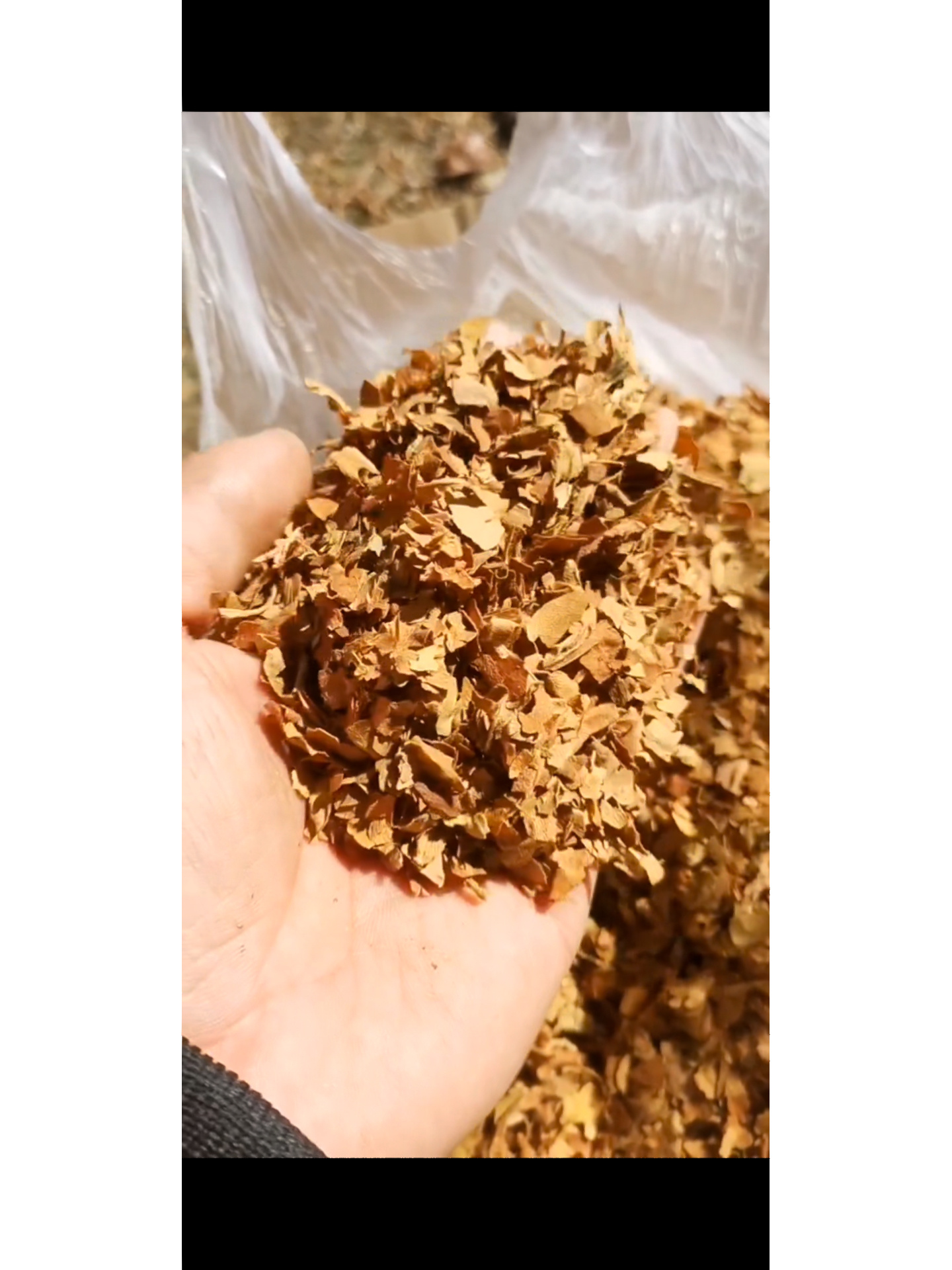 关东特产 亚布力旱烟叶!