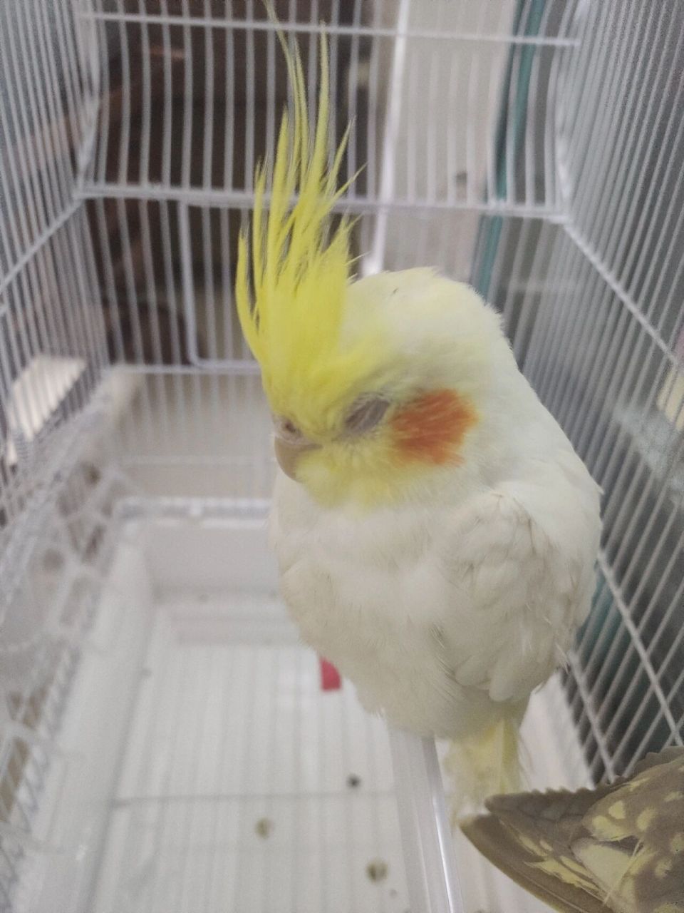 大家的玄凤鹦鹉多少入手的? 花鸟市场买了两只玄凤,两只花了600,连笼