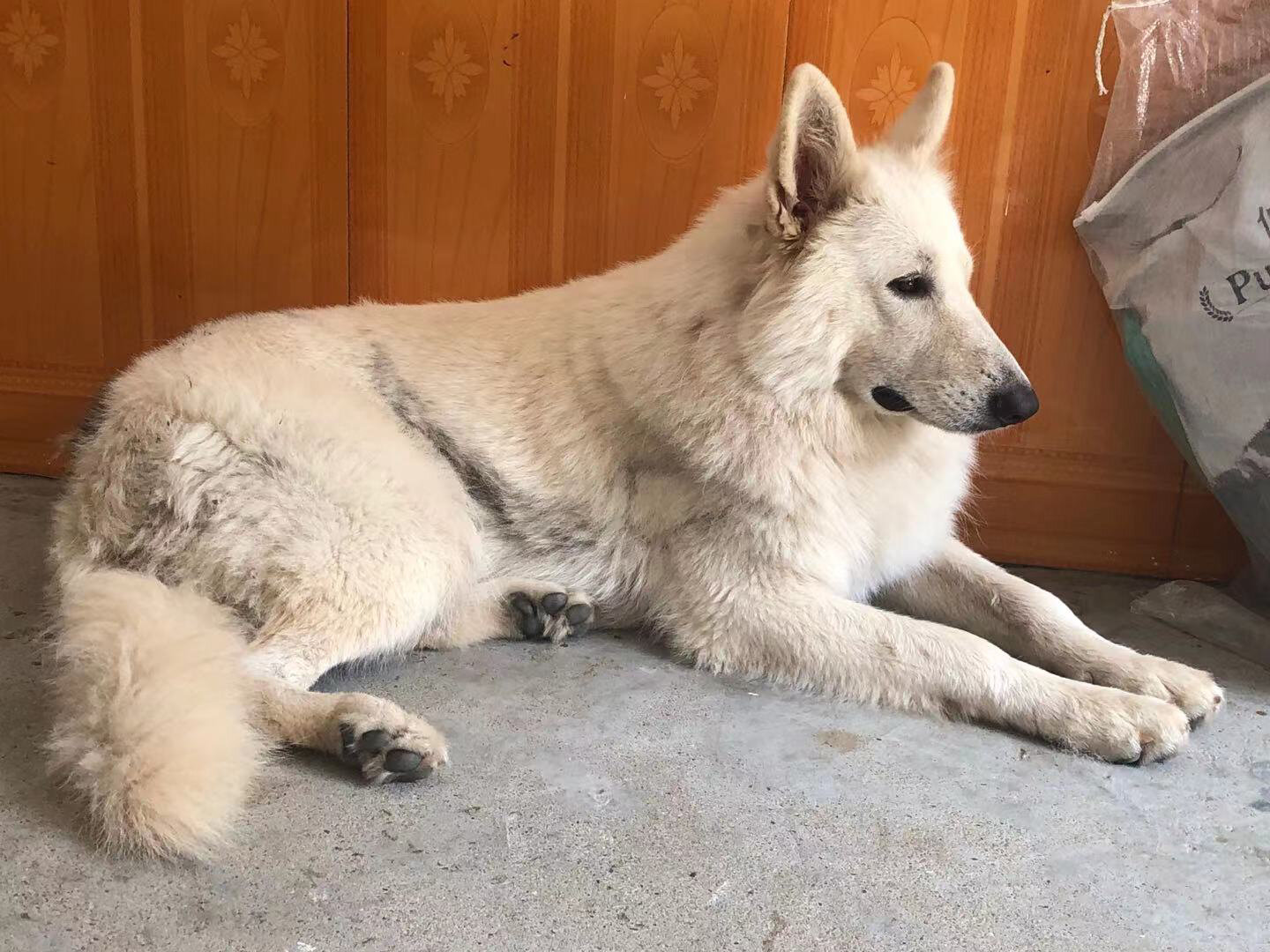 德牧麻麻产崽记