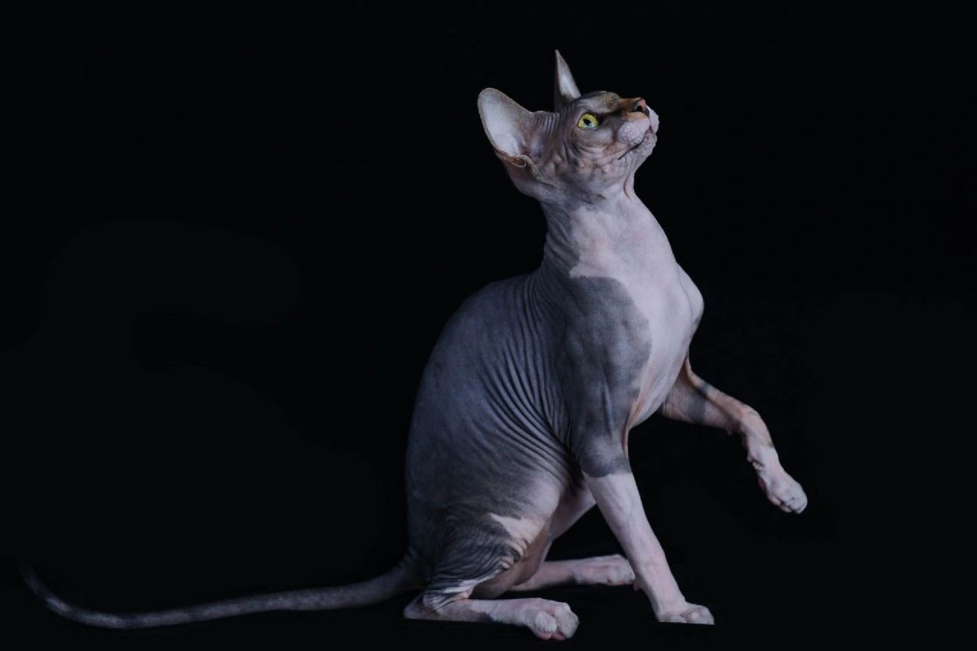 当之无愧的破坏神比鲁斯 无毛斯芬克斯猫  斯芬克斯无毛猫 近几年才