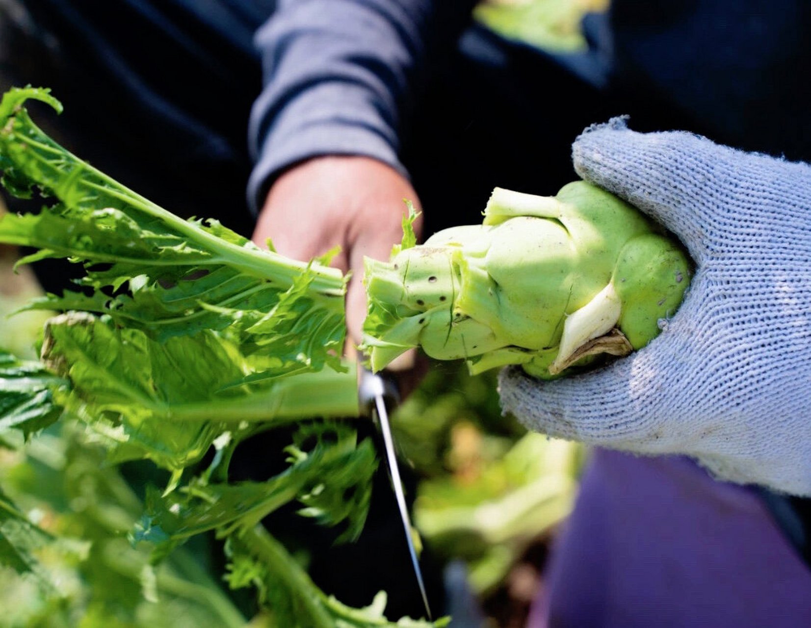 美味的余姚榨菜心 95余姚榨菜,浙江省宁波市余姚市特产,全国农产品