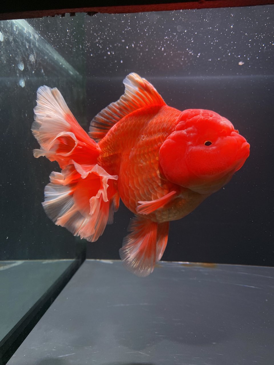 15cm爆瘤红泰狮金鱼,未发尾 #泰狮金鱼# #百褶泰狮# # 