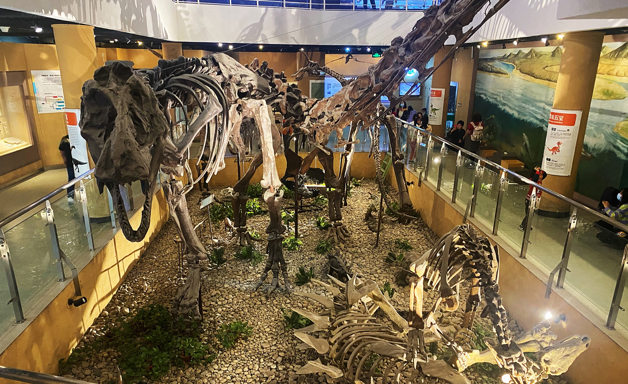 99周末打卡了北京动物园对面的古生物博物馆,馆内不需要预约70