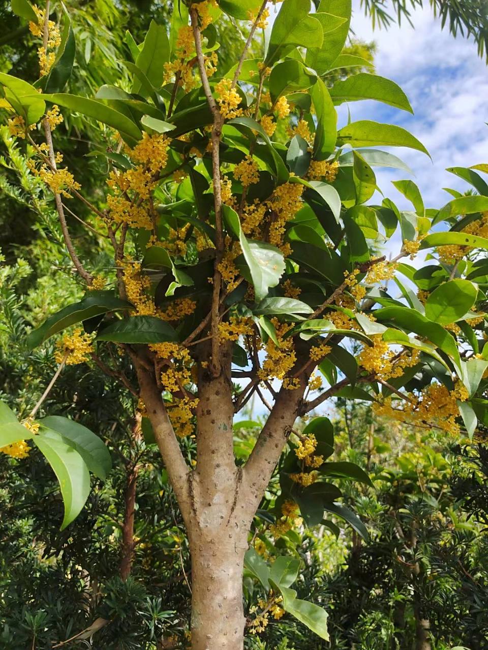 天香台阁桂花盛开.今年开得有点迟.
