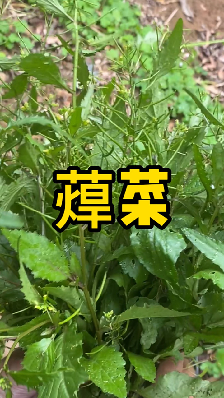 蔊菜  这种植物在农村到处都是, 今天分享拿它来 你知道这个汤有什么
