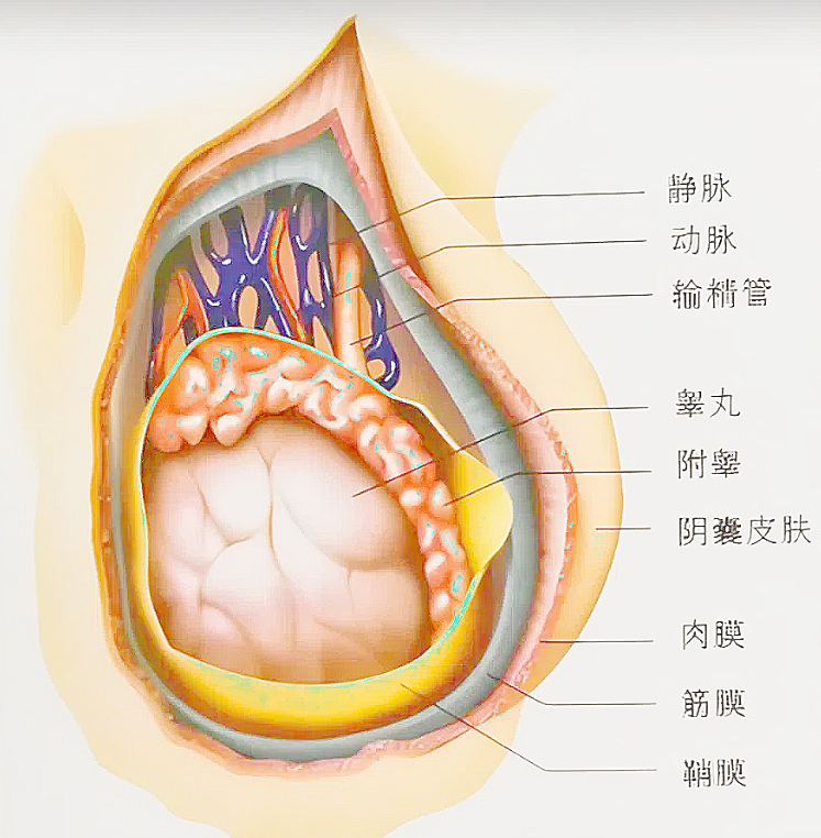 男性睾丸主要有两个功能:生产雄激素和生产精子