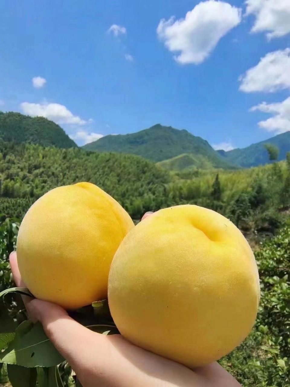 自己家种的高山炎陵黄桃开园啦 自己家种的高山炎陵黄桃开园啦, 开始