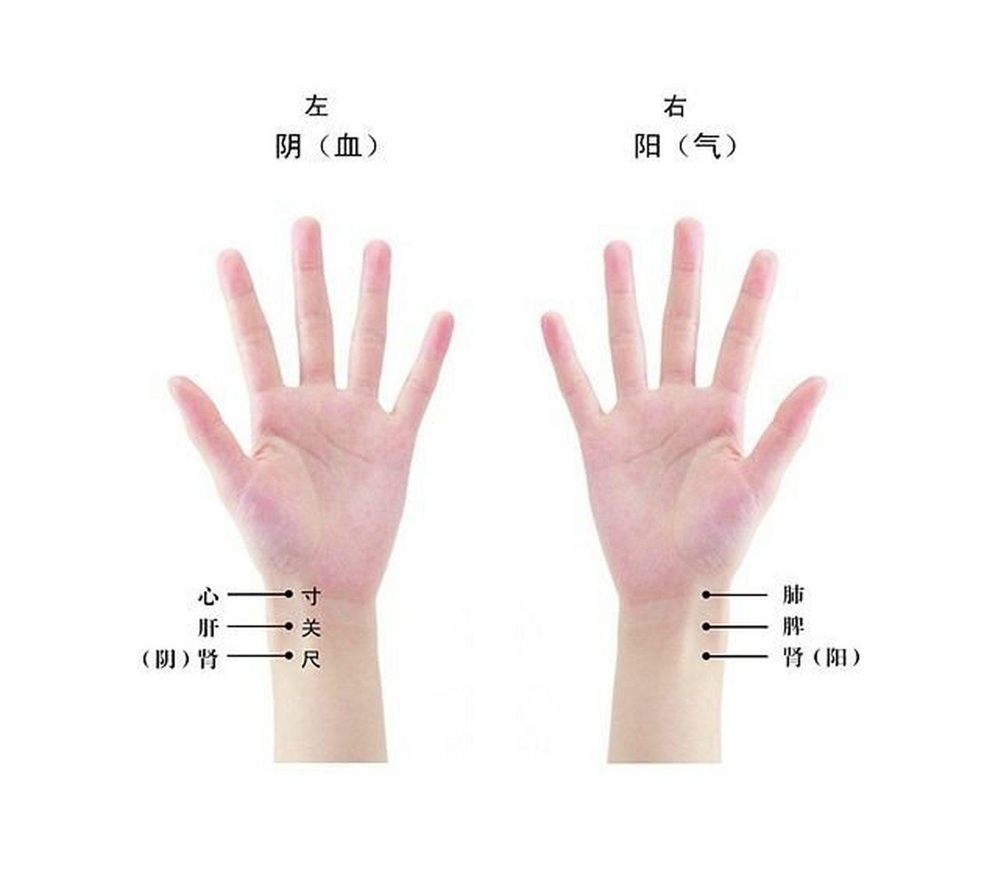 跟着中医学把脉2 今天我们来说说把脉的手法02 166我们在诊脉时