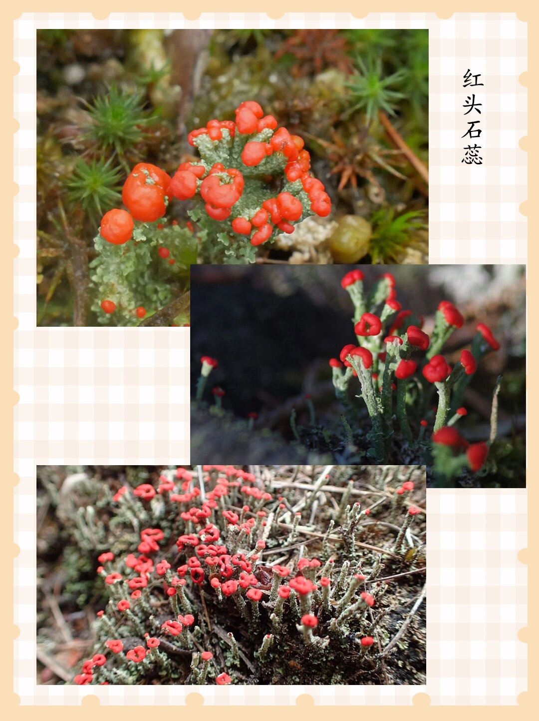 石蕊的种类还有亿些没编辑 石蕊,为石蕊科的属类枝状地衣,呈直立丛生