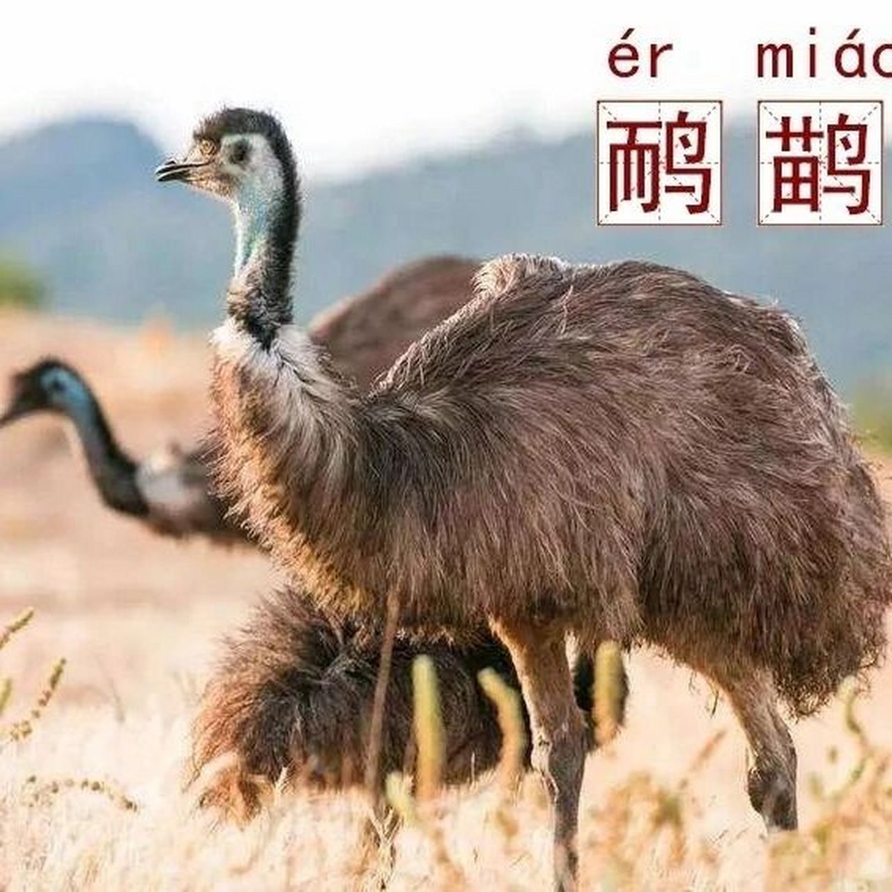 凶凶的铁欠儿——鸸鹋   世界上第二大鸟,也是世界上最古老的鸟种之一