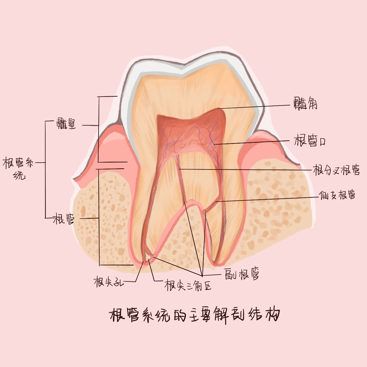 开髓孔位置图片