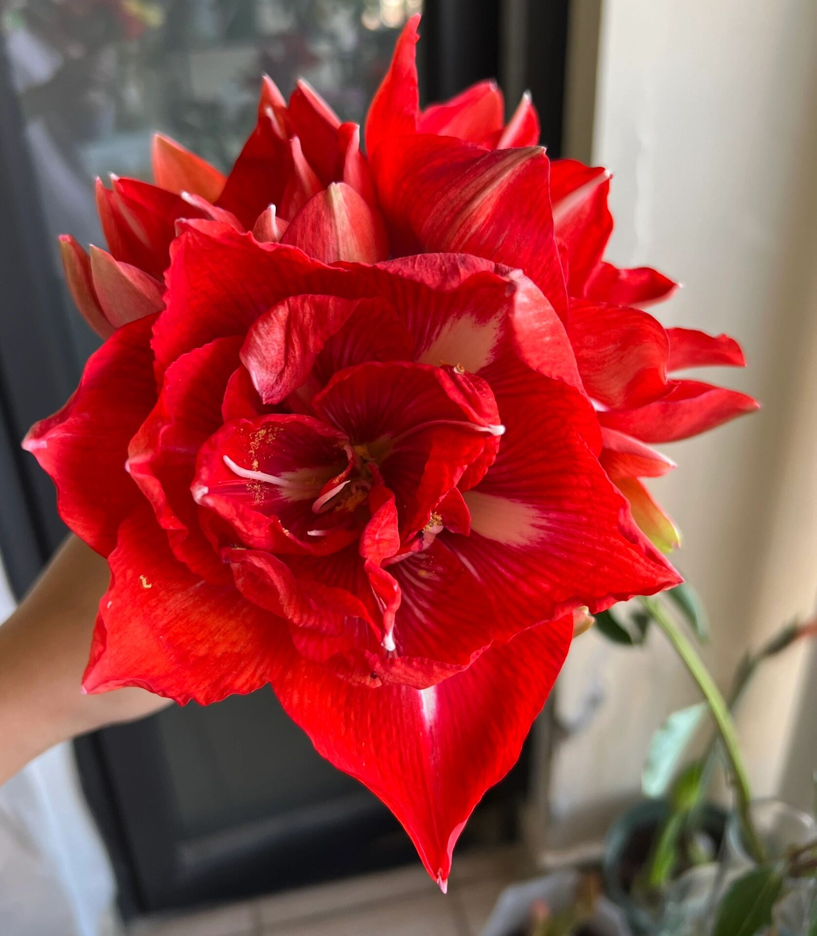 朱顶红|快乐妮芙/幸福女神  13. 快乐妮芙/幸福女神. 重瓣.