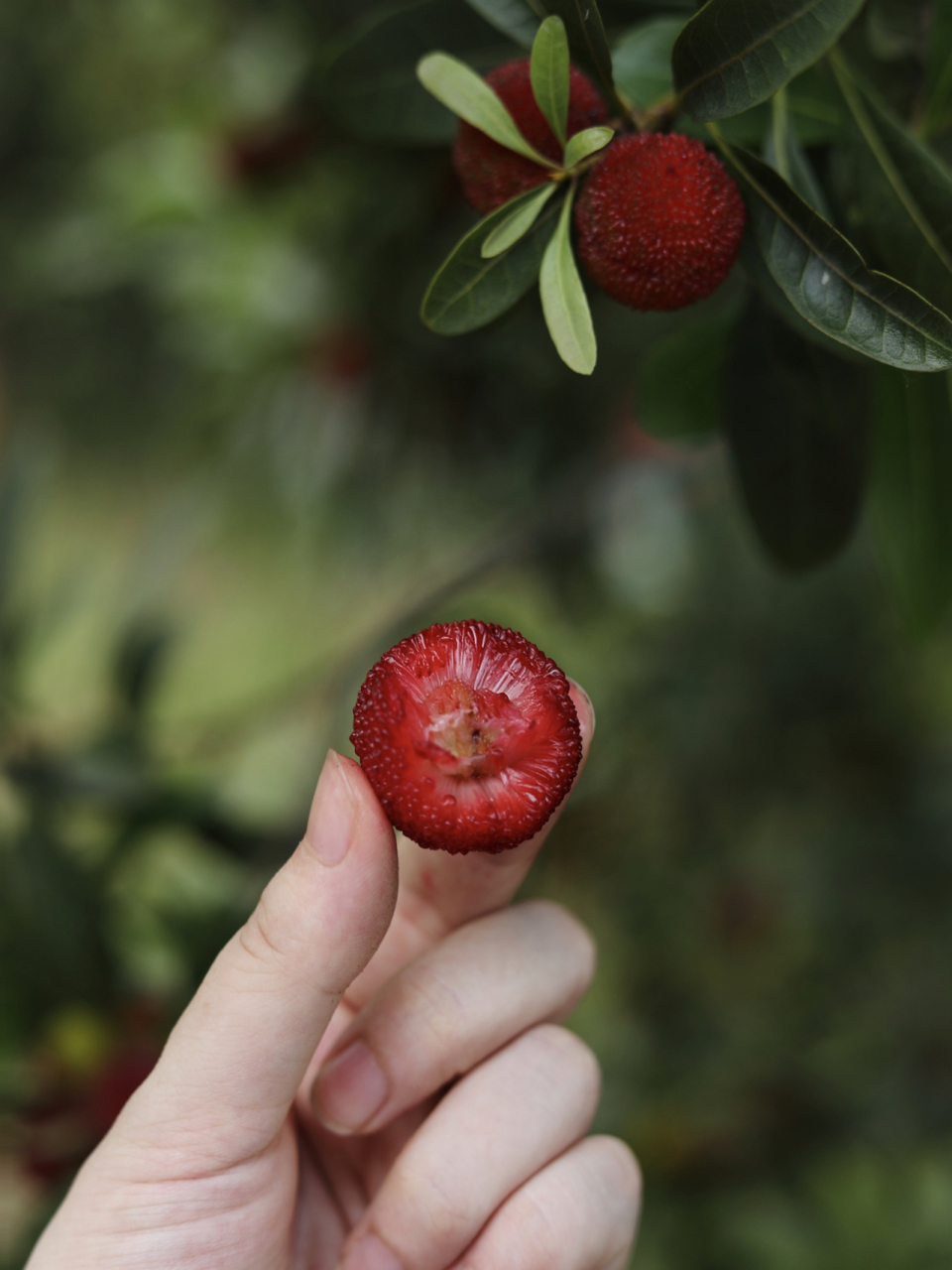 摘杨梅|酸酸甜甜,夏日"梅"烦恼～ 宜兴初夏杨梅上市, 天气气预报未来