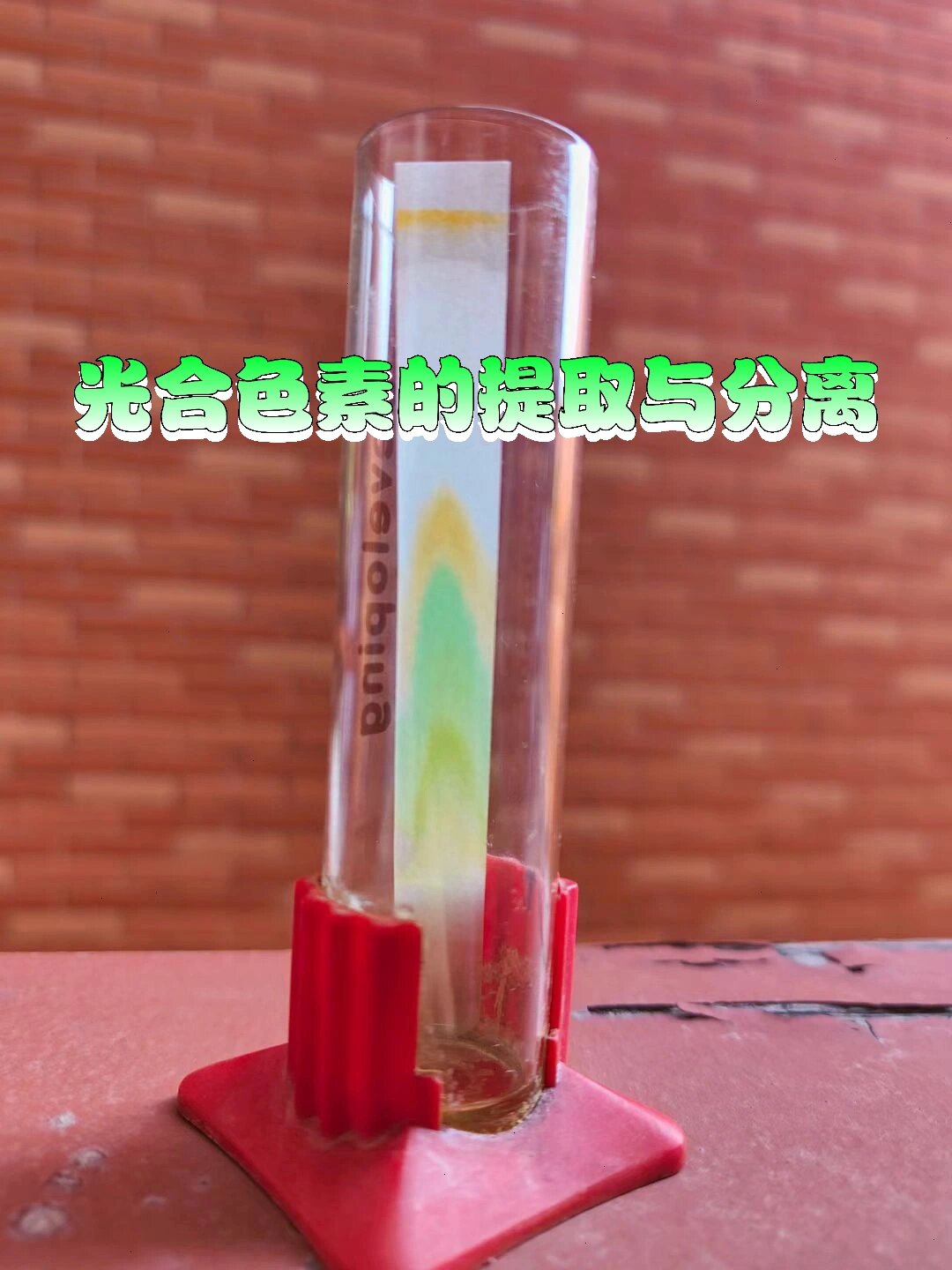 光合色素的提取与分离 前段时间做光合色素提取与分离的实验?