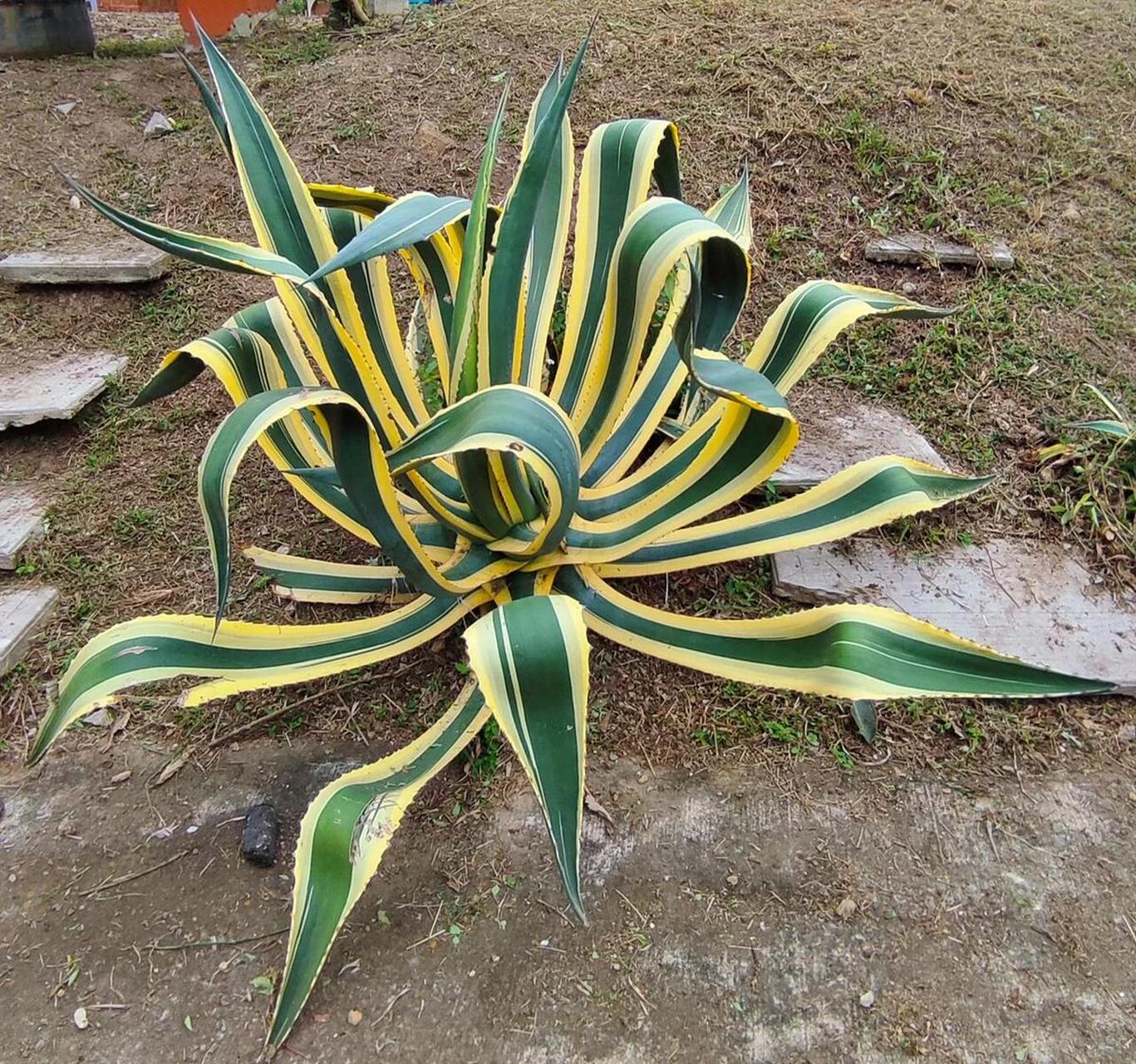 金边龙舌兰(agave americana marginata),它的边缘以其醒目的杂色