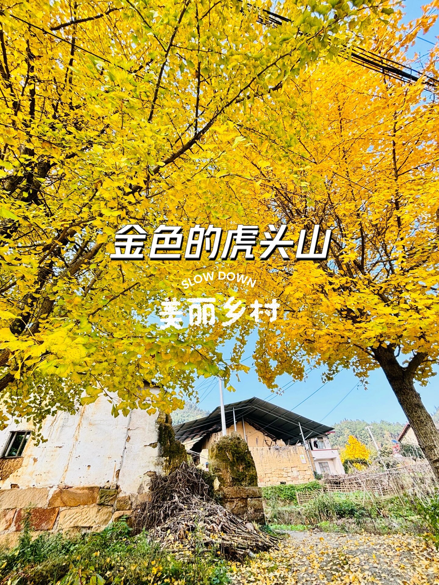 美丽乡村|金色虎头山 7215景点玩法: 在北碚歇马镇的虎头山村