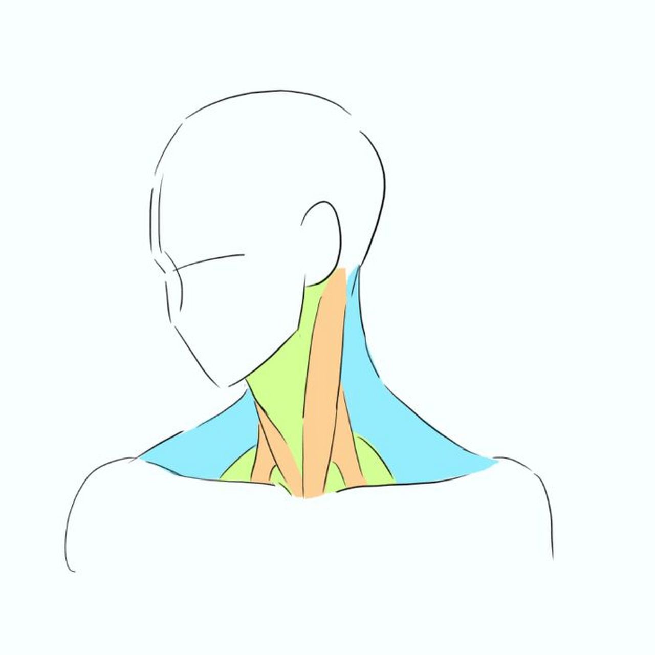 脖子肌肉线条图片