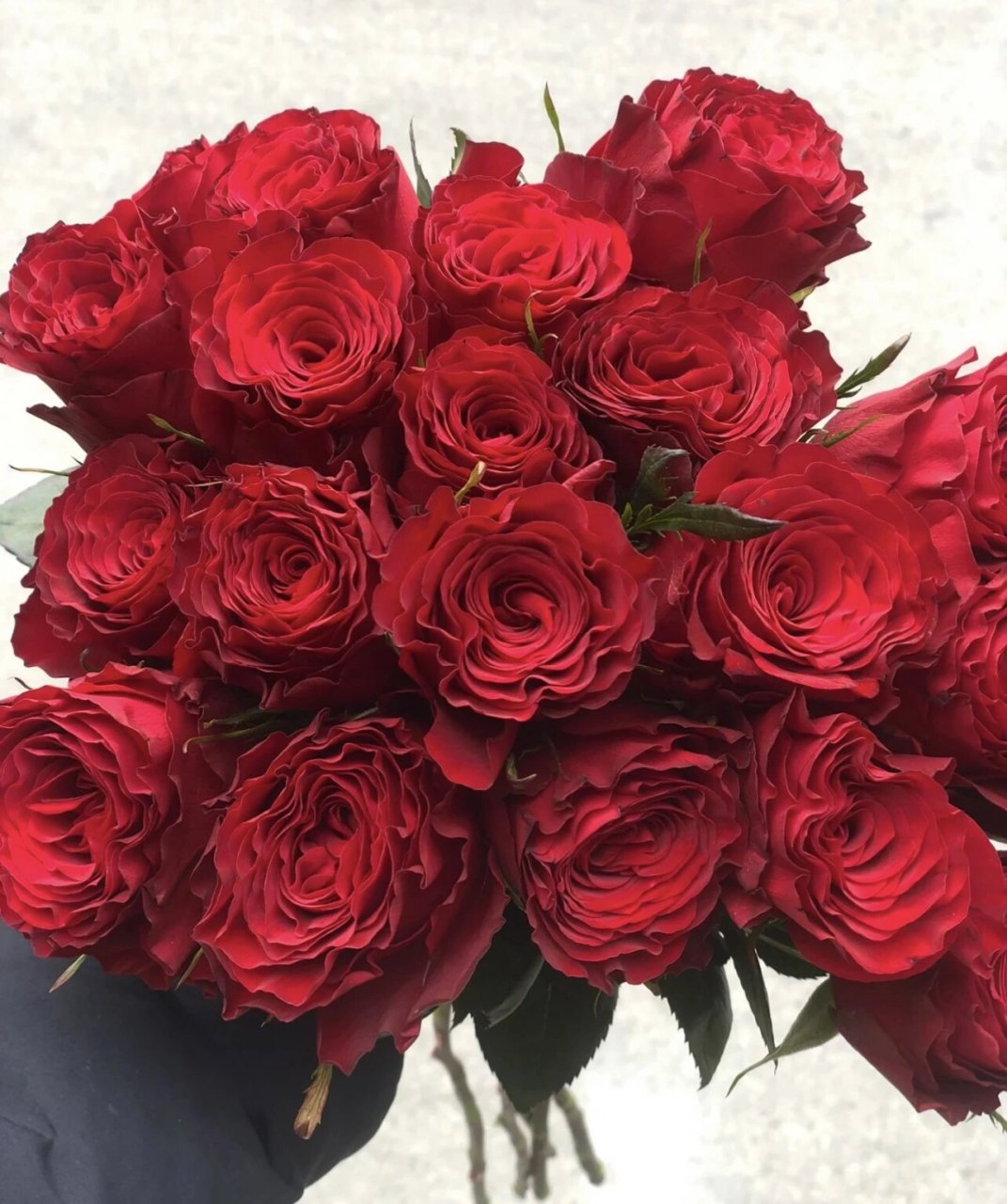 红玫瑰:高原红玫瑰 高原红是常见的一款红玫瑰,酒杯型花头,不会开得很