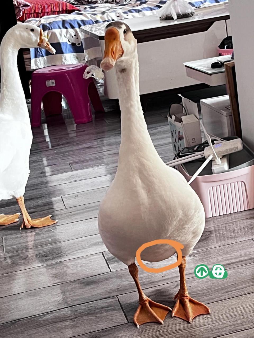 大鹅看图分公母90%准确率 来对比下你家的鹅宝吧!是公是母一目了然