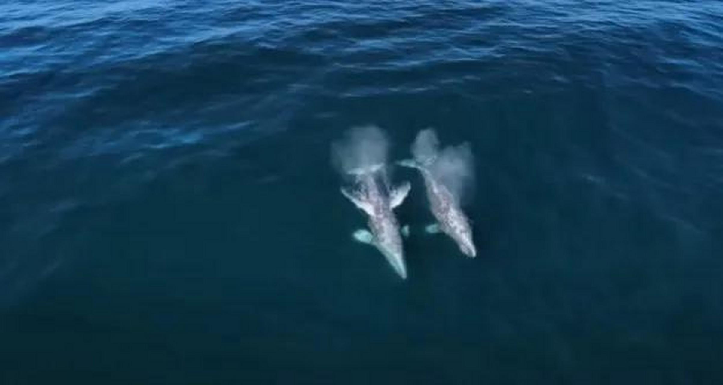 显示一群30头虎鲸围着两只灰鲸,试图将它们活活吃掉