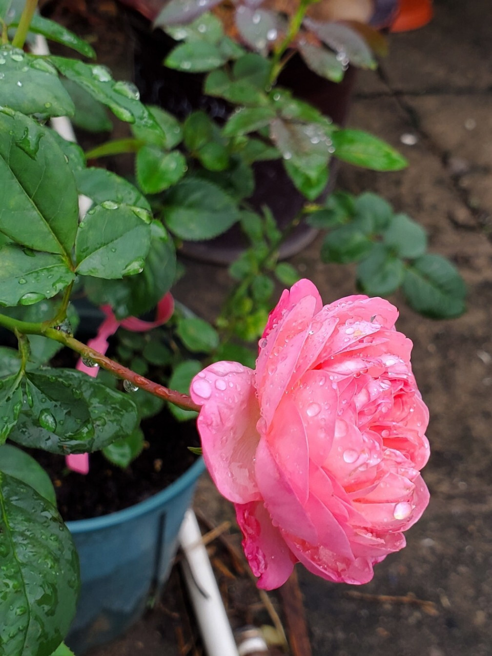 雨后花朵水珠的图片图片