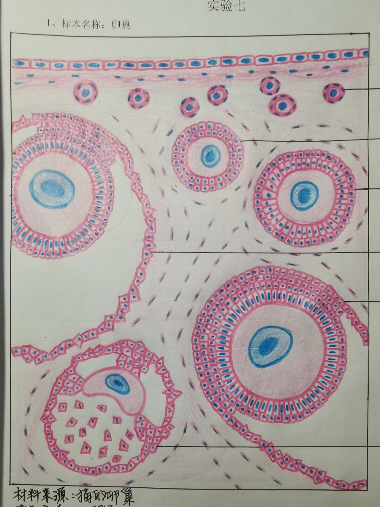 组织学与胚胎学绘图 卵巢  卵巢(我画图比较偏模式化,可能不太像它