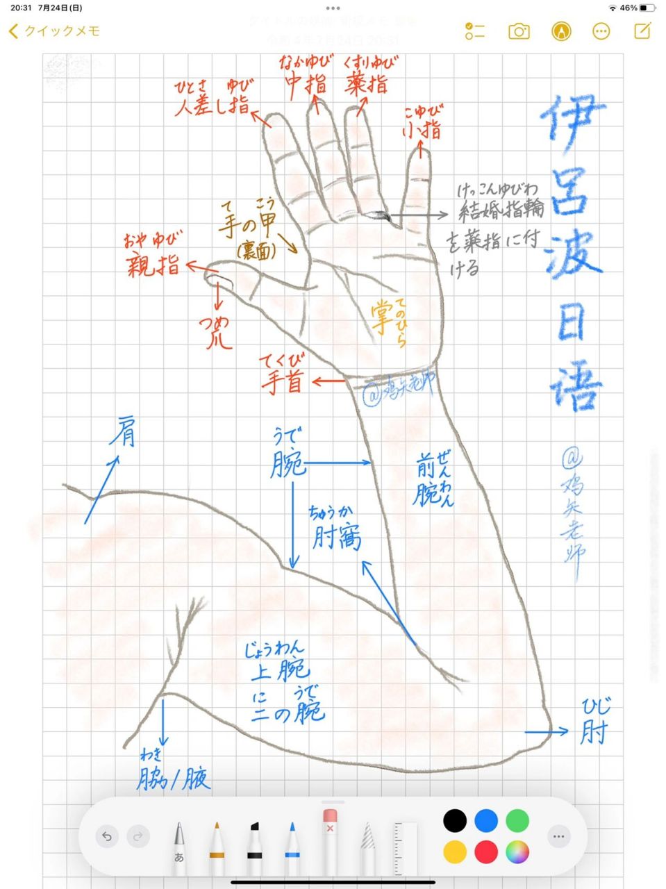 鸡矢老师看图学词汇-手臂肩膀部位 手肘之上和手肘之下的部分日语里都