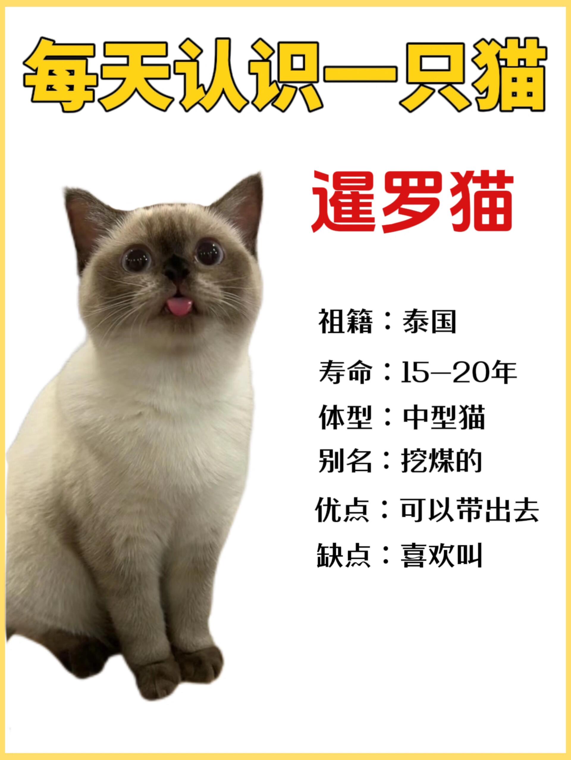 泰国肥猫真实身份图片