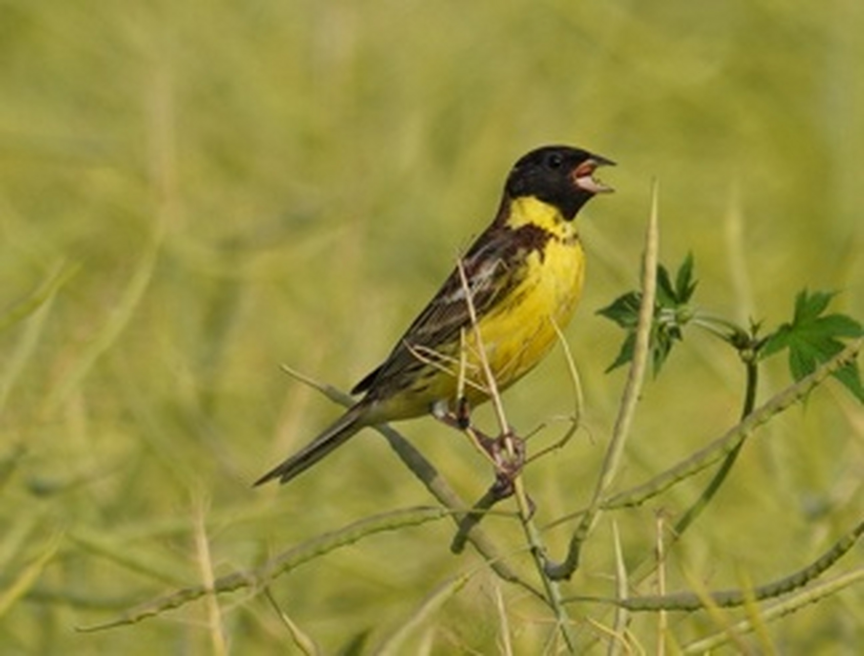 黄胸鹀幼鸟图片