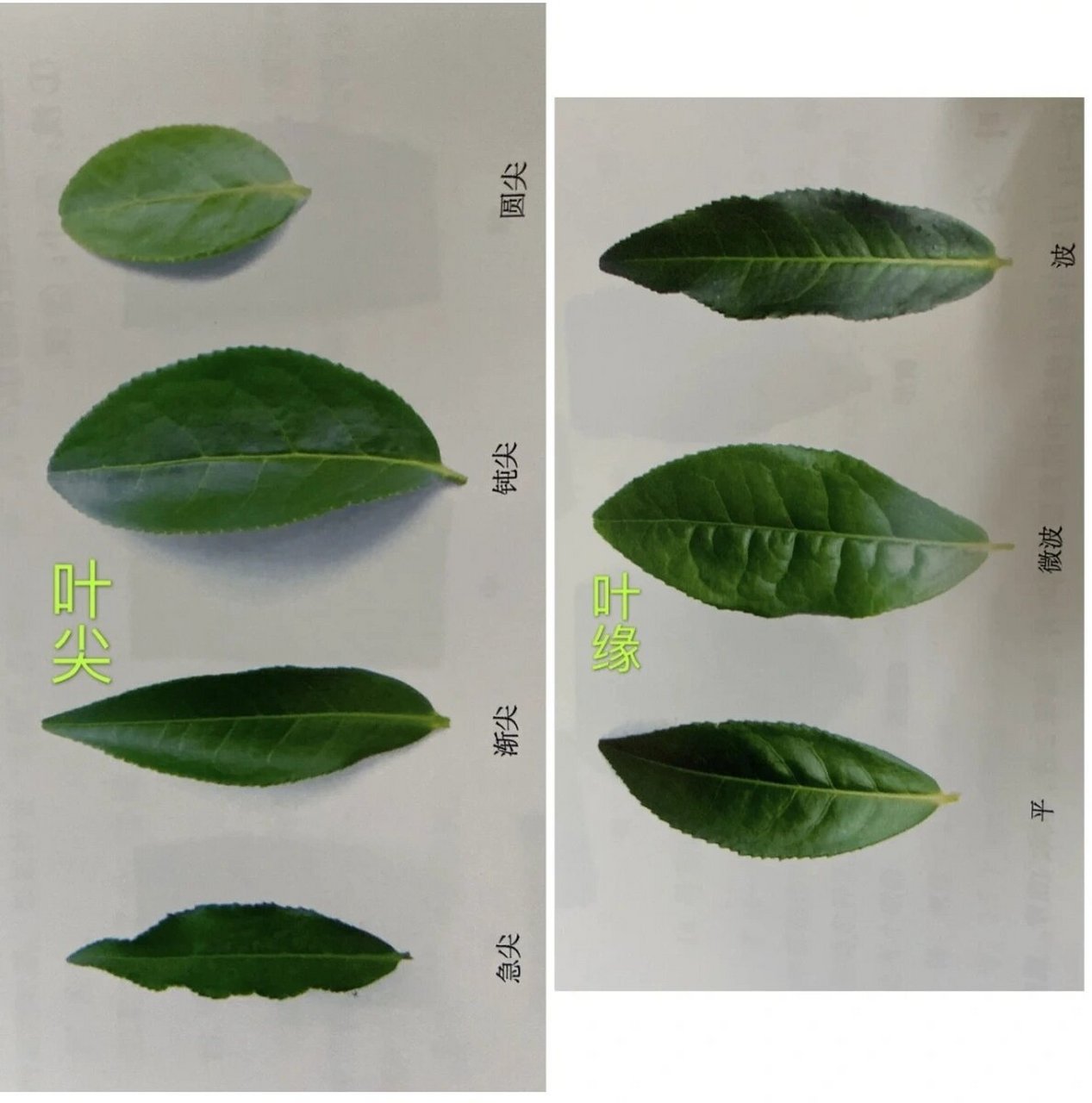 茶树叶形图图片
