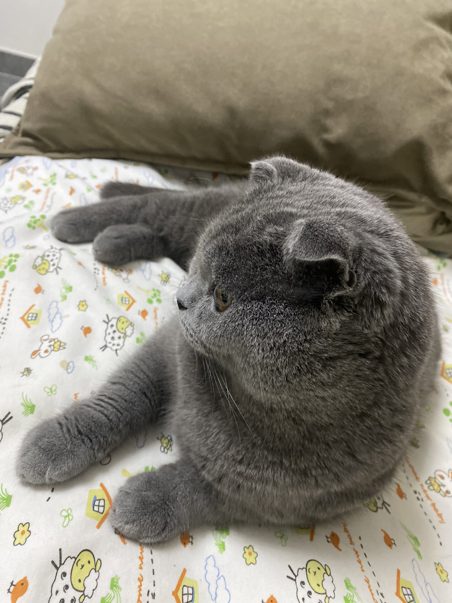 半折耳猫会发病吗? 请问一下各位集美,半折耳猫咪发病几率大吗!