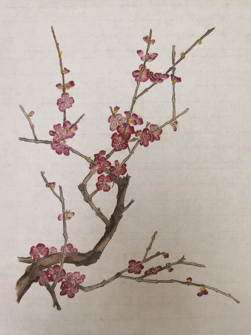 工笔画-梅花 打印底稿,白描,墨色找明暗关系,上色晕染,勾花丝,点花蕊