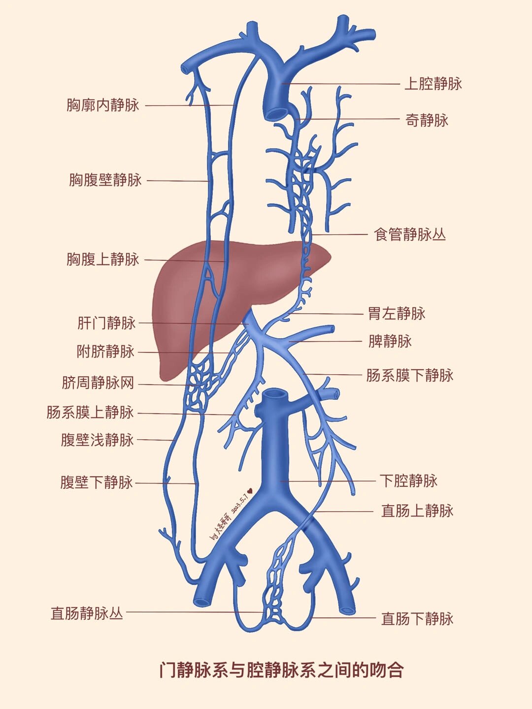 肝门管区图片