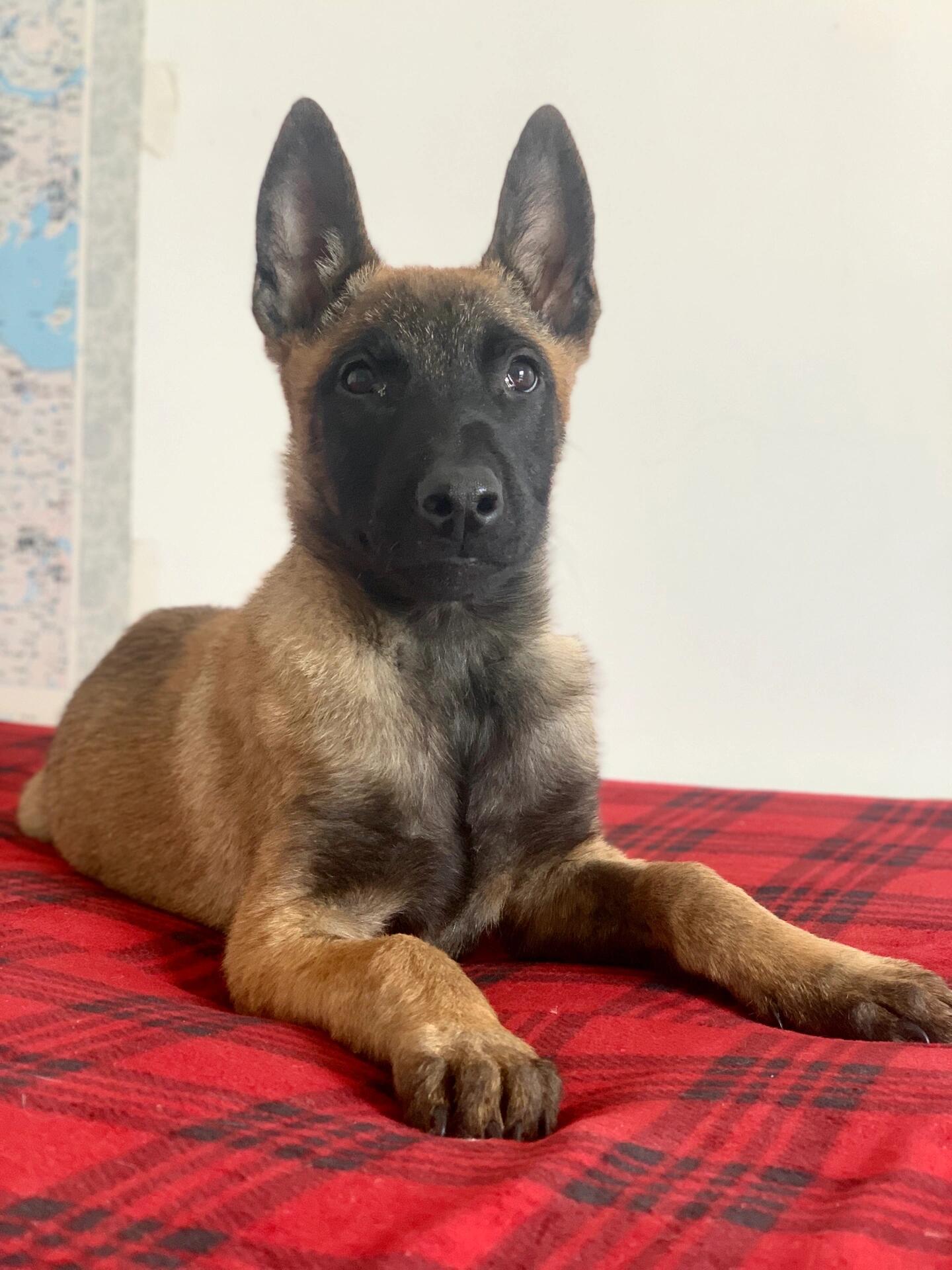 小马犬乖巧得不像一只狗