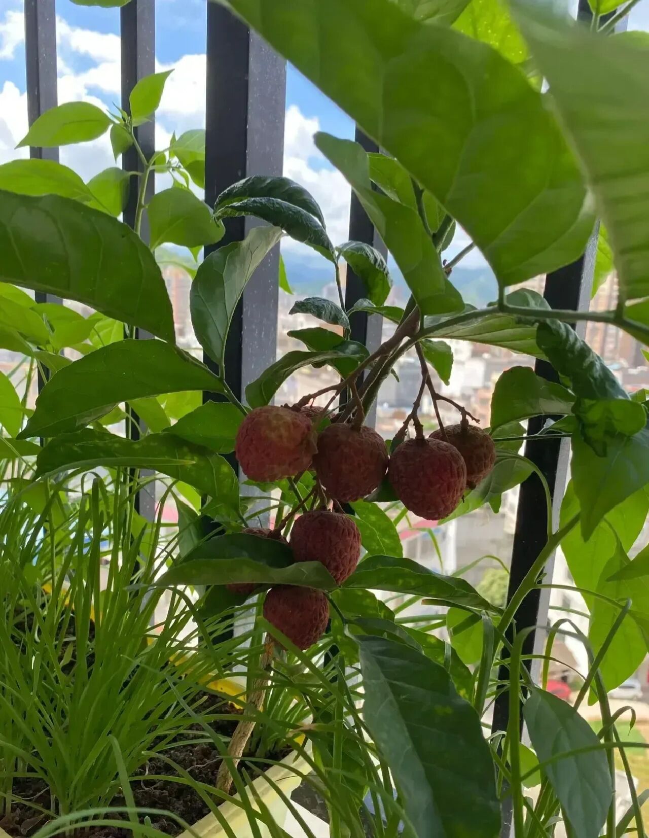 小荔枝苗,两年居然真的能挂果!天然无公害