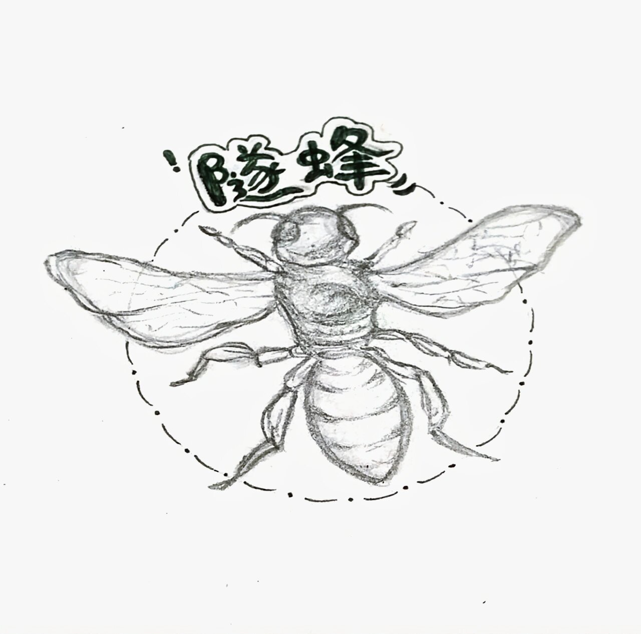 隧蜂简笔画