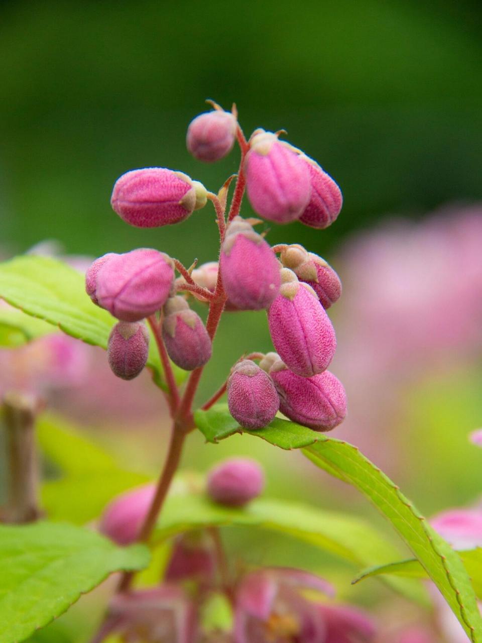 粉色溲疏中最优秀的品种【草莓田】 溲疏草莓田,不愧是溲疏中最优秀的