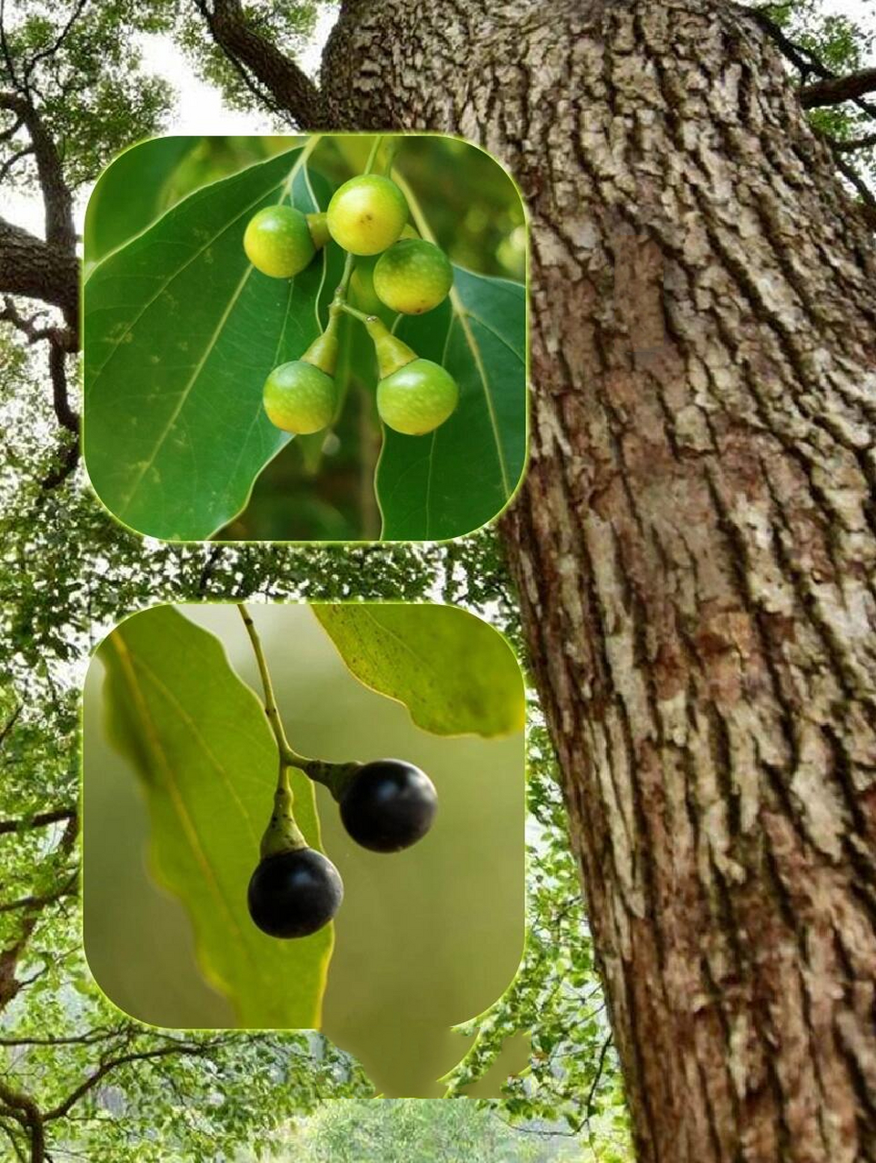 子,这种果实还别有用处哦~有兴趣的小伙伴祥看图文 	 95十年香樟树
