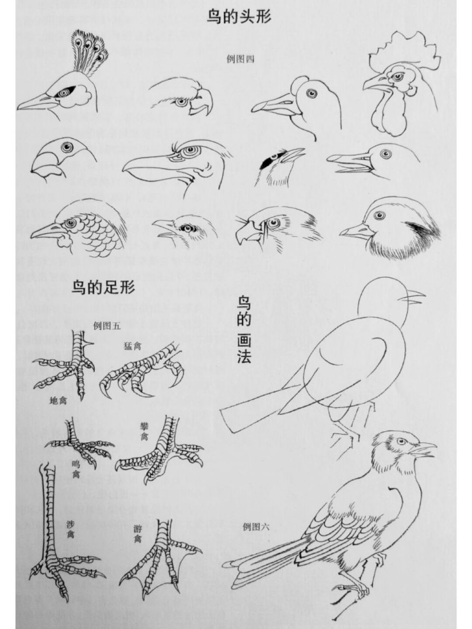 工笔画步骤分享(工笔禽鸟技法一) 禽鸟是花鸟画的主要题材,历代花鸟