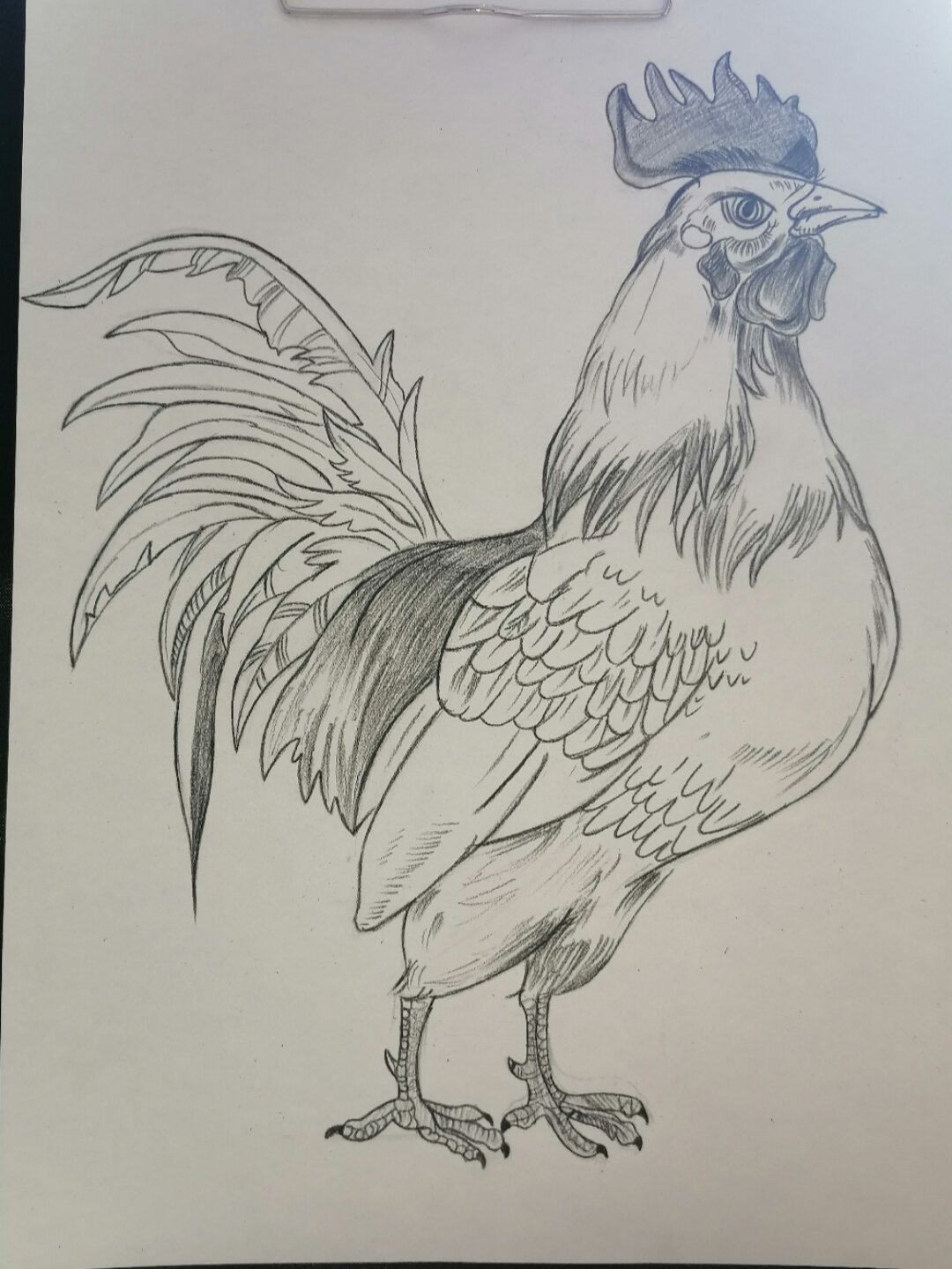 速写打卡:公鸡 绘画步骤 步骤一,用铅笔勾画出攻击的轮廓形状,注意