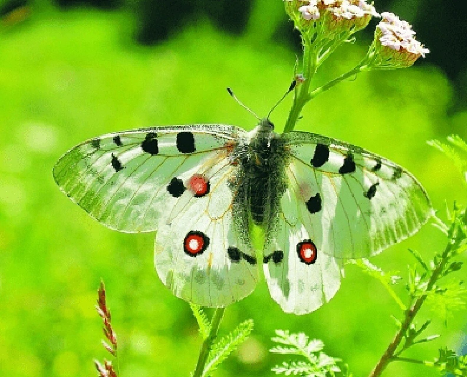 每天认识一种蝴蝶| 011--阿波罗绢蝶 03阿波罗绢蝶 	 别名:无 科属