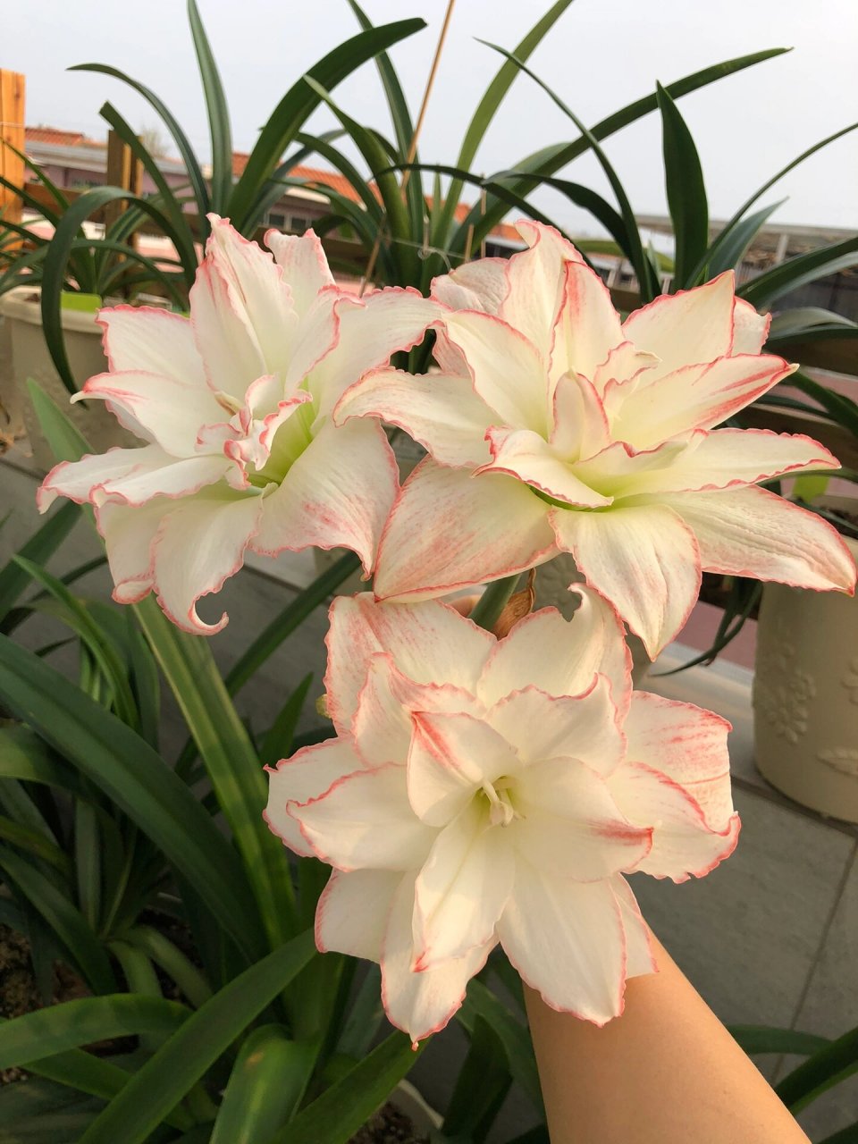 朱顶红,曦荷,非常仙,花如其名 作者非常喜欢的一个品种,虽然不是什么