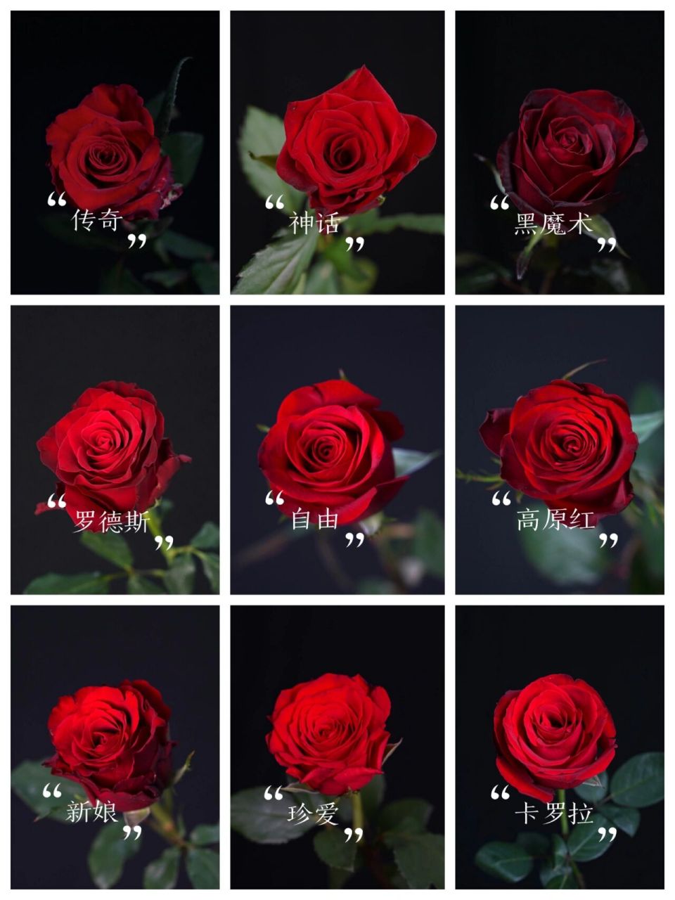 经典红玫瑰品种,区别,花店最常用红玫瑰 08经常有花店新人朋友收到